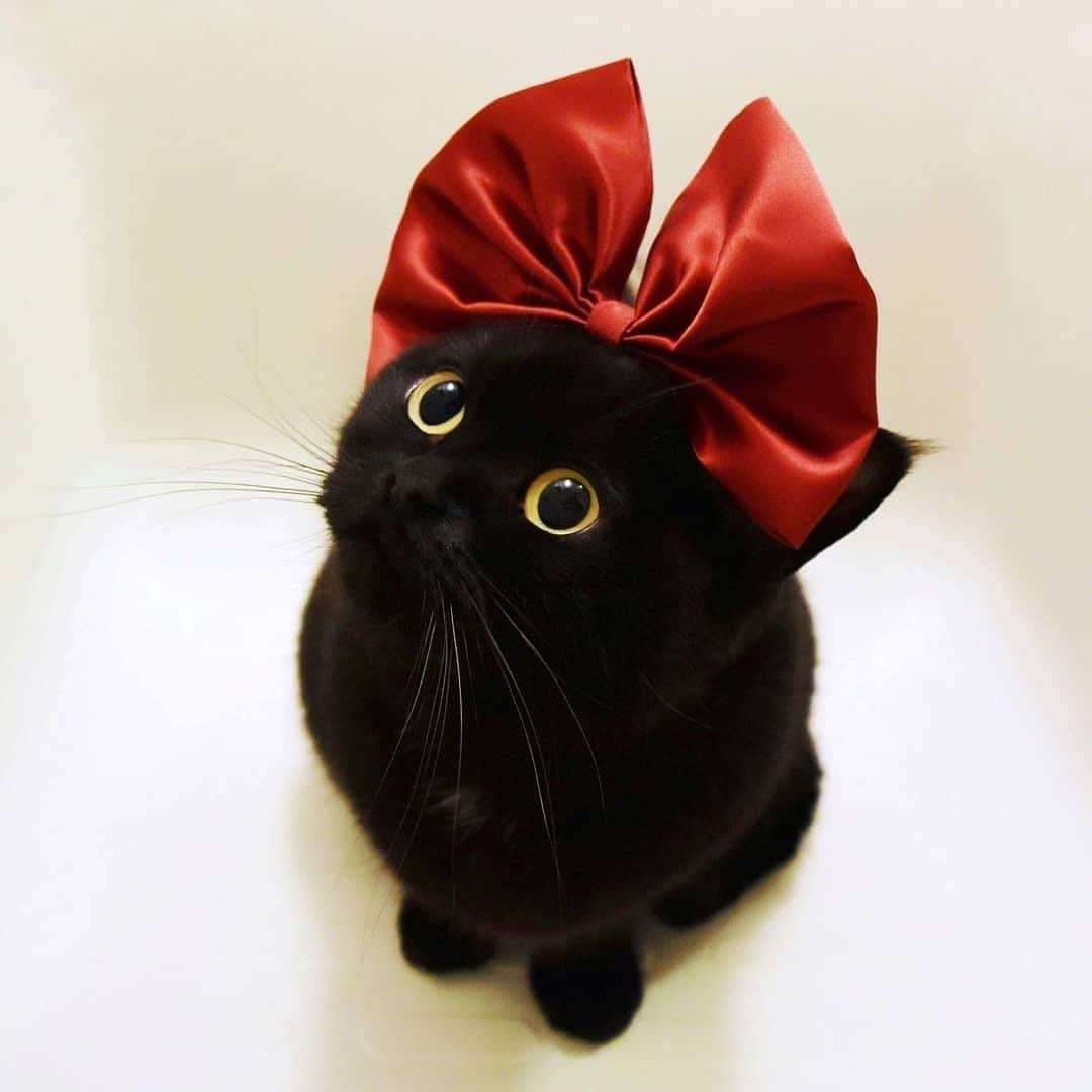 PECOねこ部さんのインスタグラム写真 - (PECOねこ部Instagram)「「まるで某アニメ黒猫〇〇！？」 . #鉄板のかわいさ #キュルンとしたおめめに #赤いおリボンが映え〜💓 #魔法のほうきには #のらないのかにゃ？  素敵な投稿してくださったのは… @tatara.cat さん 他にも素敵なお写真がたくさんあるので、ぜひ遊びに行ってみてくださいね♪  #ペコねこ部 をつけて投稿すると… PECOのSNSで楽しくご紹介させていただきます😋  #ねこ #猫 #ネコ #ねこ部 #にゃんこ #かわいい #cat #cats #catsofinstagram #cats_of_instagram #catstagram #kawaii #meow #catlover #立ち耳スコ #黒ネコ #黒猫 #赤リボン #キュート」1月15日 21時00分 - pecocats