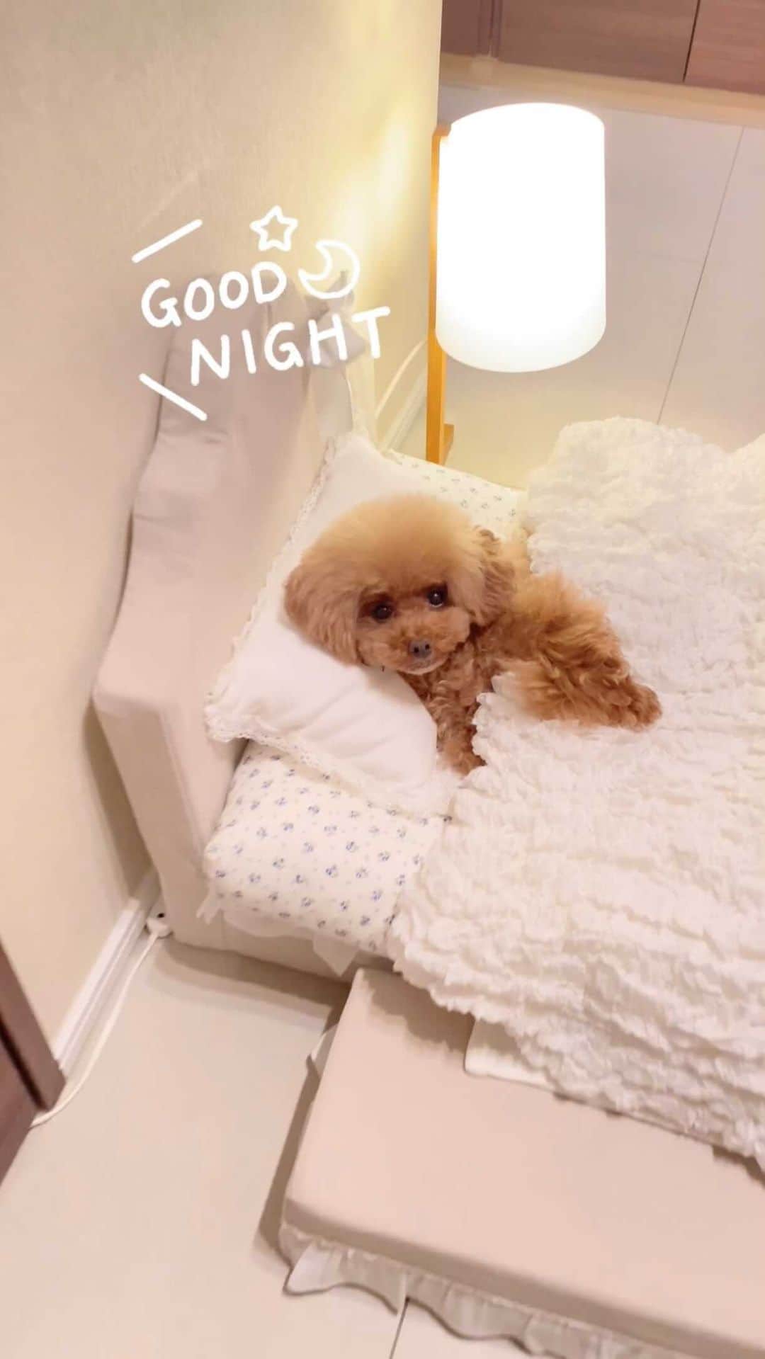 ショコラ❤︎あずき❤︎パンナのインスタグラム：「・ 寝てると思ったらシリーズ。。 ・ いつもありがとうございます。 パンナ、大好きな人に会いに❣️ YouTube にアップしましたので、良かったら見てください🥰 ・ #トイプードル #プードル #トイプー #犬 #toypoodlered #toypoodle #poodle #dog #dogs #instadog #cutedog #ilovemydog #dogstagram #あずしょこぱん #パンナ #reels」