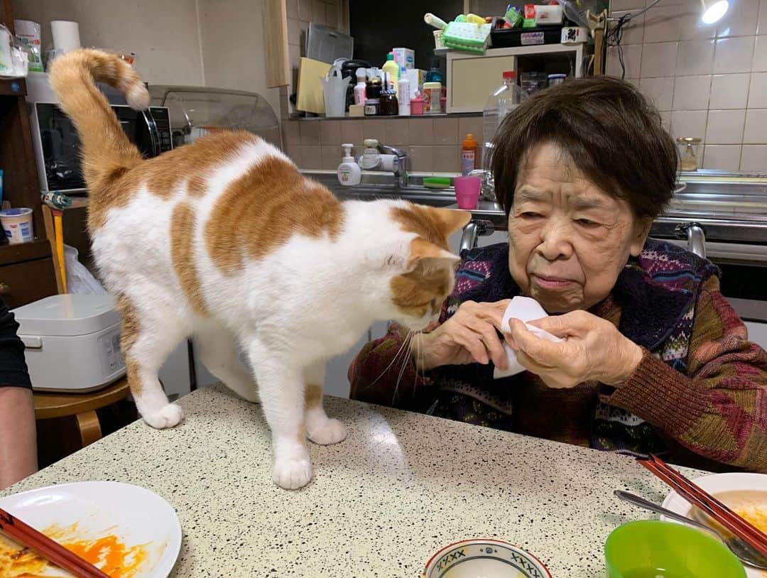 Kachimo Yoshimatsuさんのインスタグラム写真 - (Kachimo YoshimatsuInstagram)「おいなりちゃん、バーバがティッシュを使い始めるとソワソワ。 丸めて！ 投げて！ 丸めて！ 投げて！ と、落ち着かない😀 バーバも投げるフリしたり。 おいなりちゃんも遊ばれております。 #うちの猫ら #oinari #バーバ #バーバと猫 #猫 #ねこ #cat #ネコ #catstagram #ネコ部 http://kachimo.exblog.jp」1月15日 21時04分 - kachimo