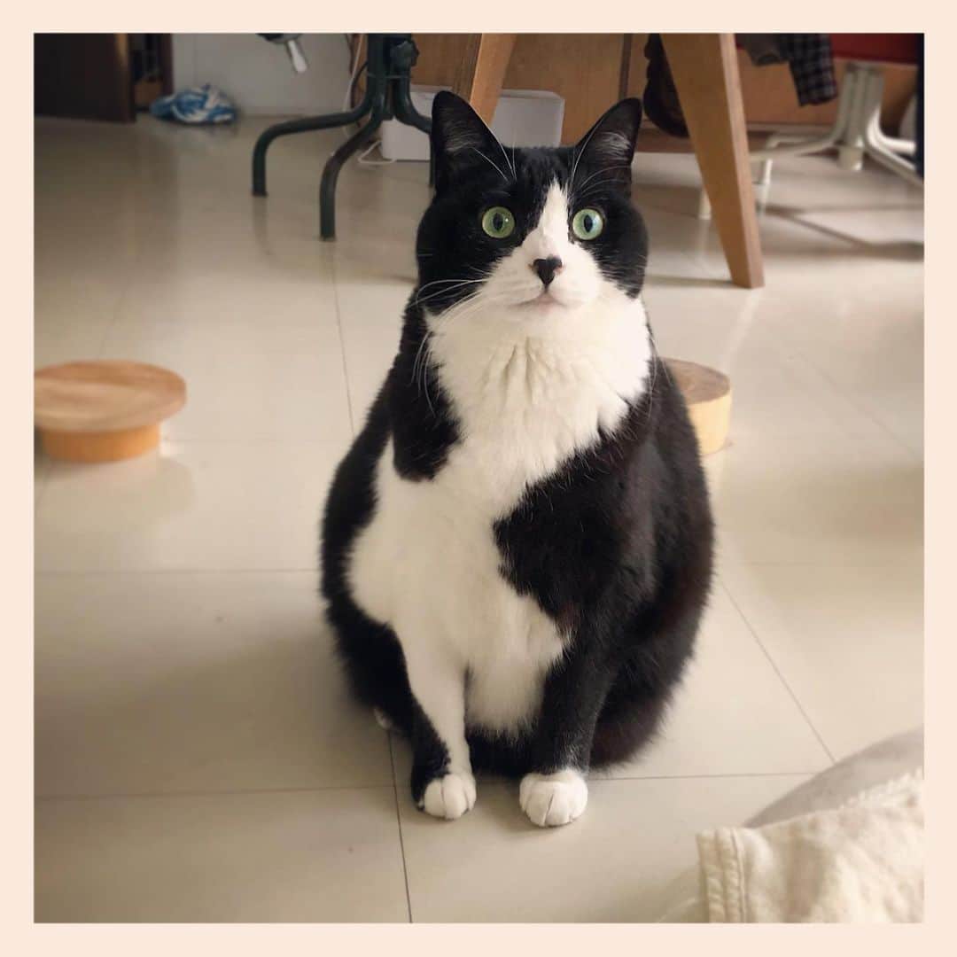 パンといっぴきのインスタグラム：「#元保護猫 #ハチワレ #白黒猫 #blackandwhitecat #tuxedocat」