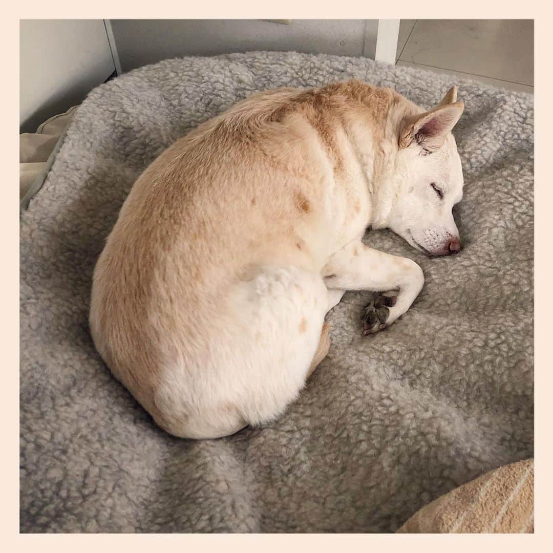 パンといっぴきのインスタグラム：「#元保護犬 #雑種犬 #crossbreed #mixdog #sleepingdog #眠る犬　#キップル14歳  #coldbreaker」