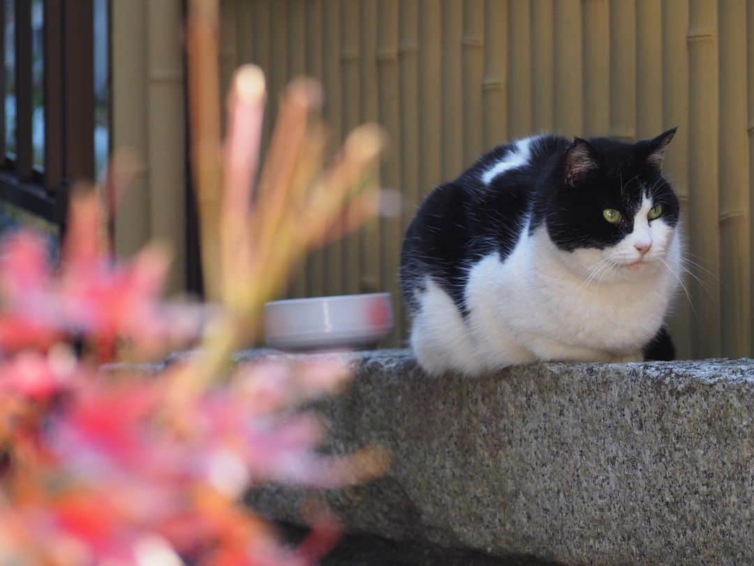 今井安紀のインスタグラム：「I went to Enoshima to do my first shrine visit of the New Year and exorcised my bad luck.  初詣と厄払いで平日の江ノ島へ。 貫禄のある猫さんを発見。撮れ高あるのはこの子だけだけど、今回もたくさん猫を見かけて誠に縁起が良い。 おみくじが相変わらず言い当てられすぎてて笑えてくる。  Camera: No.1-3 Olympus PEN E-PL9 No.4-8 iPhone  #firstshrinevisit #mtfuji #enoshima #mtfujifromenoshima #olympuspen #ocean #latergram #catstagram #catstagram_japan #初詣 #江ノ島 #江の島からの富士山 #江ノ島からの富士山 #海と富士山 #オリンパスペン #時差スタグラム #おみくじ #江の島みくじ #ねこすたぐらむ #江ノ島の猫 #江ノ猫」
