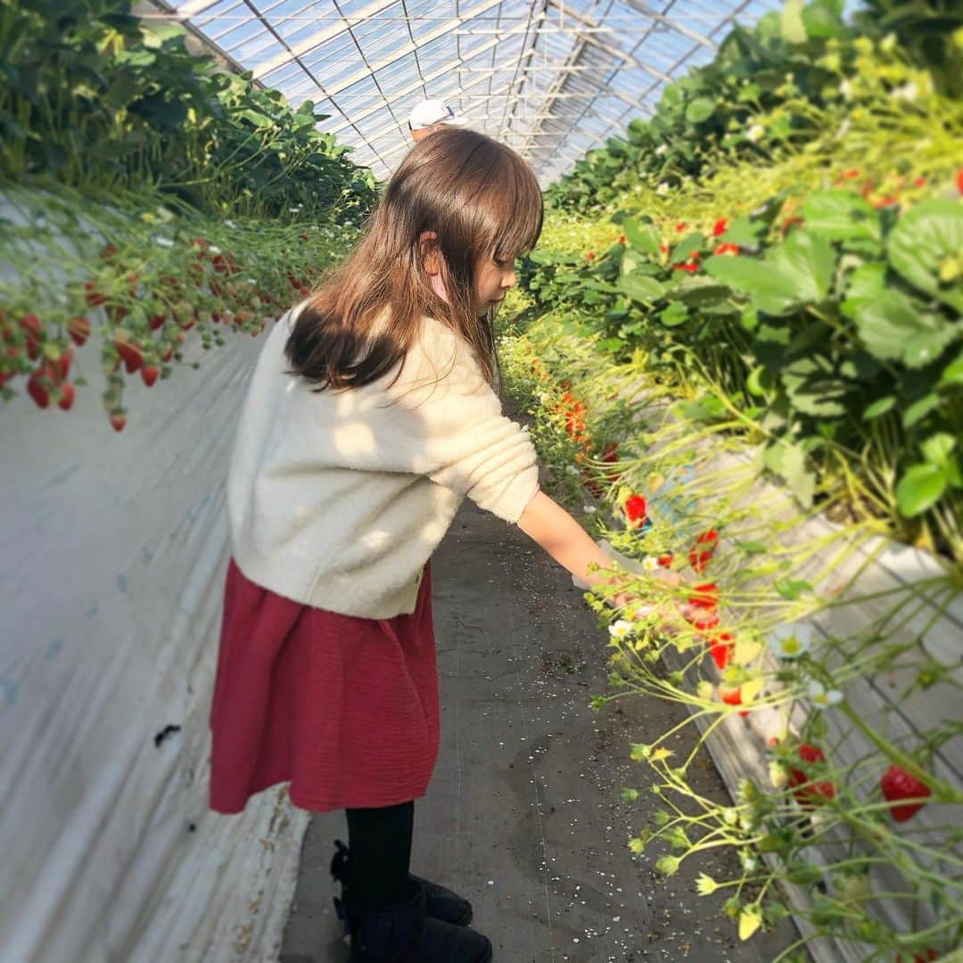 Megumiのインスタグラム：「年明けに行ったいちご狩り🍓 ハウスいっぱいに広がるいちごの甘〜い香りが幸せだった〜  またここから当分おうちで大人しく過ごさねば　なんだよね。 健康第一 がんばろう。 #コロナに負けるな  #家族時間 #いちご狩り」