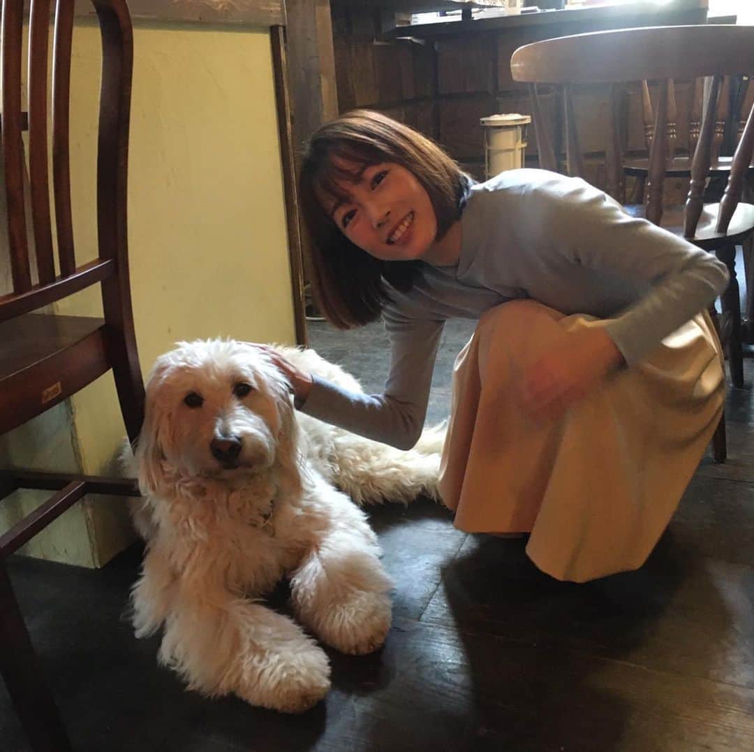 高橋春花のインスタグラム：「今日放送のお店の看板犬 クイーンちゃん、 とってもお利口さんで可愛かったです！！ #シェアレストラン #ベルサントール #麻婆豆腐#ガパオライス #高橋春花 #謎な左手 #アナウンサー #HTB」