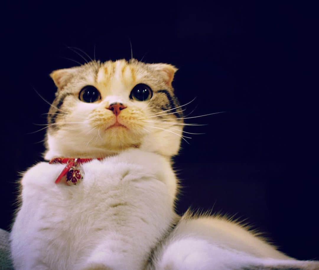 takegaeruのインスタグラム：「凛々しいまりん✨  #cat #scottishfold #猫 #スコティッシュフォールド #三毛スコ友の会」