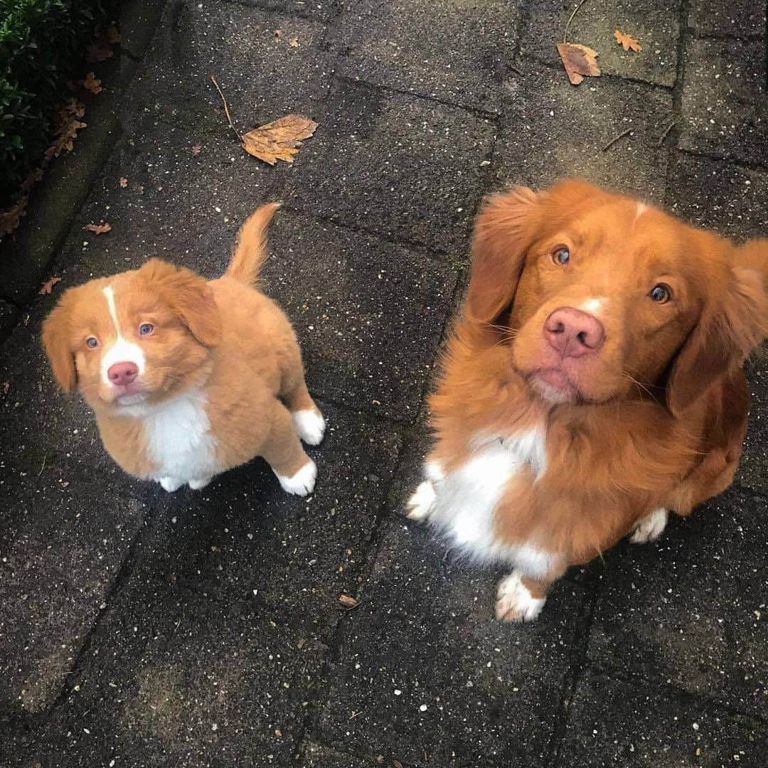 8crapさんのインスタグラム写真 - (8crapInstagram)「Good boi found out his new neighbour is actually his half-brother! . // This is Ollie my new neighbor🏡. At least that’s what I thought😶. But he did look familiar. After some good dog research (👃💩). He smelled like someone. I just can’t put my paw on it…🤔🤔. WAIT A MINUTE, your dad lives in America too? What was his name you said? HOTSHOT?? My dad is named Hotshot!!! Show me a picture… 🐕 NO WAY that’s exactly the same picture of my father!! 😯😯 But that means you’re my neighbor and my half-brother!! 🤯 // - 📷 @bowie_the_toller @toller_ollie - Want to get featured like them? Join “The Barked Club” on FACEBOOK and post something now! 👉 barked.com - #TheBarkedClub #barked #dog #doggo #puppy #pupper #NovaScotiaDuckTollingRetriever #Toller #NSDTR #TollerPuppy」1月15日 23時00分 - barked