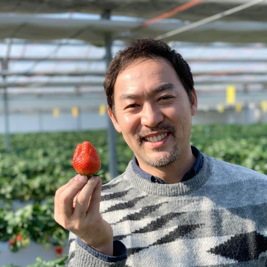 福井晶一さんのインスタグラム写真 - (福井晶一Instagram)「1月15日は「いちごの日」という事で🍓  早くいちご狩り行きたいなぁ〜 (前に行った時の写真)  今日は苺のチーズケーキで我慢…  よく「どこ目指してんの」と言われますがインスタは自分が好きなものを載せてるだけです。笑  #いちごの日 #いちご狩り #いちごのチーズケーキ #松井ファーム」1月15日 23時01分 - shoichi.fukui