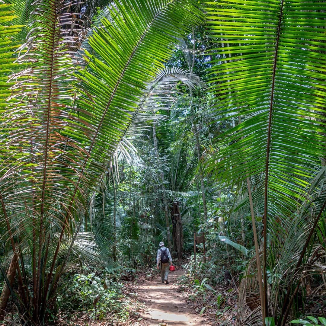 ニューヨーク植物園のインスタグラム：「Palms may be beautiful, and to many a symbol of sunny and relaxing scenes—but they also make up a biodiverse and economically important plant family. . Today at 11 a.m., join Andrew Henderson, Ph.D., NYBG Curator Emeritus, for a virtual journey through the highlights of his 39-year career as a palm expert, discussing his expeditions through the Amazon rain forest and Southeastern Asia, investigations in systematics and ecology, and the critical significance of this research for future conservation and sustainable use of palm trees worldwide. . Hit the link in our bio to learn more and register. . #plantlove #nybgathome #museumfromhome #culturefromhome」