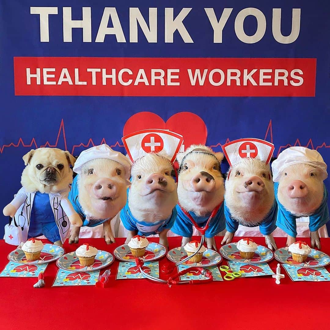 Priscilla and Poppletonのインスタグラム：「HAPPY 5th BIRTHDAY to Dr. Pink and Nurse Posey! This is what a Super Hero party looks like this year.🐷👩🏼‍⚕️🎂🐷👨🏻‍⚕️ . Posey and Pink are super excited to celebrate their birthday but also honored to use this day to thank all the healthcare workers who have put their lives on the line to see that their patients live to celebrate their next birthday. So on behalf of all of us here at Posey and Pink General (Dr Pigtail, Dr. Pop, Nurse Posey, Dr. Pink, Nurse Prissy and Nurse Penn), we thOINK you!🚑🩺🐷 . To Posey and Pink, Dr. Pop prescribes a day filled with extra snacks, belly rubs, a good nap, and a special dessert.  We love you so much and can’t believe you are five already!🐷🐷🎉 . Please join us in wishing Posey and Pink a happy birthday and tagging a heath care worker so we can thOINK them for being our heroes!🏥🐷#happybdayposeyandpink #poseyandpinkturnfive #PoseyandPink #Pigtailthepug #PiggyPenn #PrissyandPop」