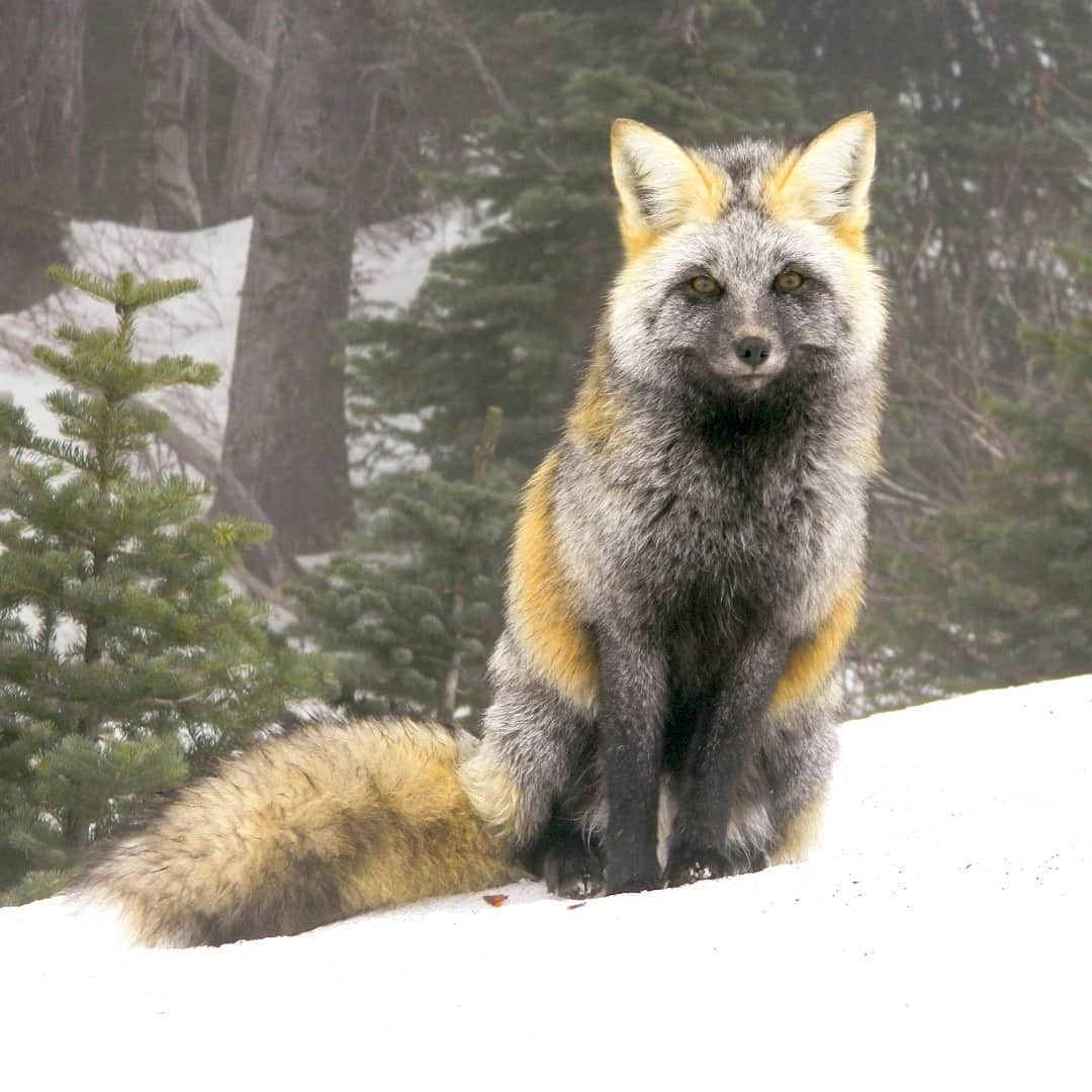 アメリカ内務省さんのインスタグラム写真 - (アメリカ内務省Instagram)「"Aren't red foxes supposed to be red?"  As it turns out, they can have silver, black or mixed coloration, like this stunning fox found at Mount Rainier National Park (@mountrainierNPS) in #Washington. Keep an eye out for the white tip of the tail, a characteristic they all share. Photo courtesy of Dani Tinker (IG: @d_tinker).」1月16日 0時00分 - usinterior