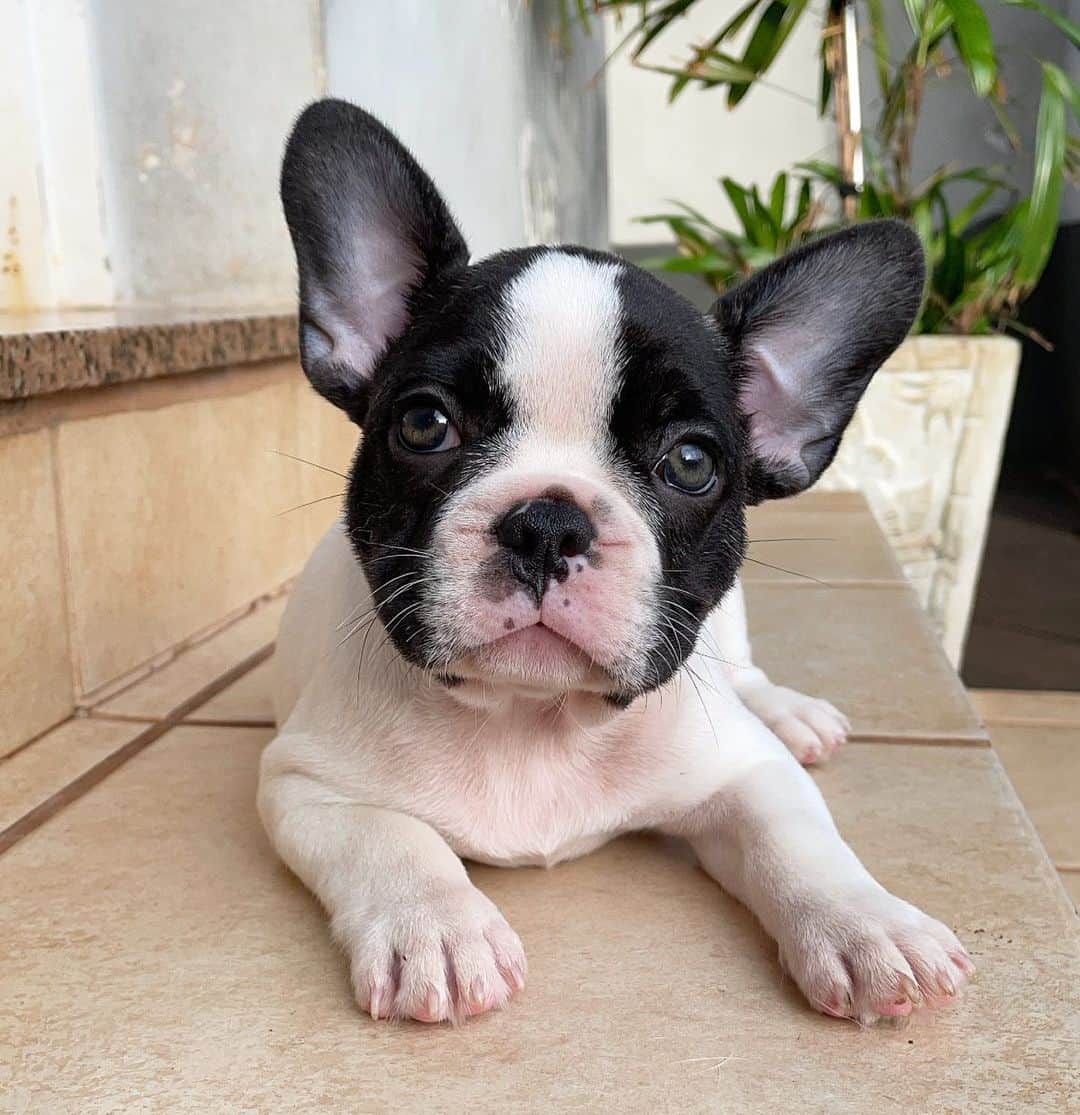Regeneratti&Oliveira Kennelのインスタグラム：「Beautiful baby boy ❤️. Oreo is available and looking for a forever home. For more info on him please DM.」