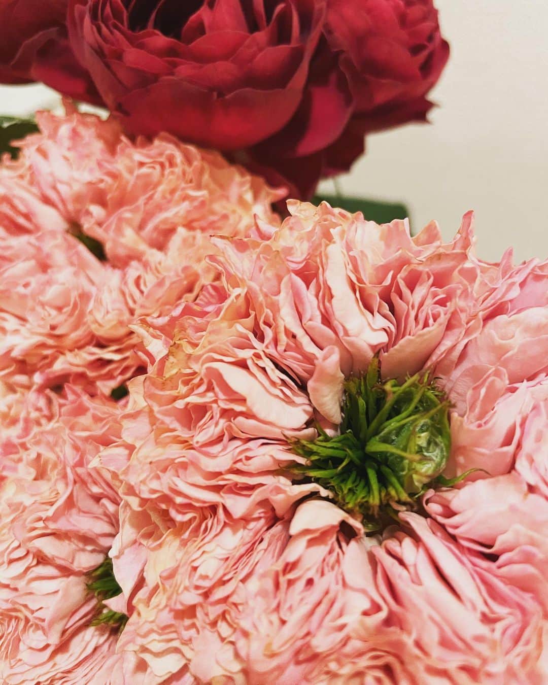 佐田真由美さんのインスタグラム写真 - (佐田真由美Instagram)「新種の薔薇なんですって 真ん中にオアシスの様な芝生が💘 とっても密度が半端なく。 早く、このくらい密になりたいね… 今日は、こんな時間に投稿。珍しい😂 夜更かし嬉しい‼️ ショートスリーパーになるのが夢⭐️  @enasoluna_official」1月16日 0時21分 - sadamayumi
