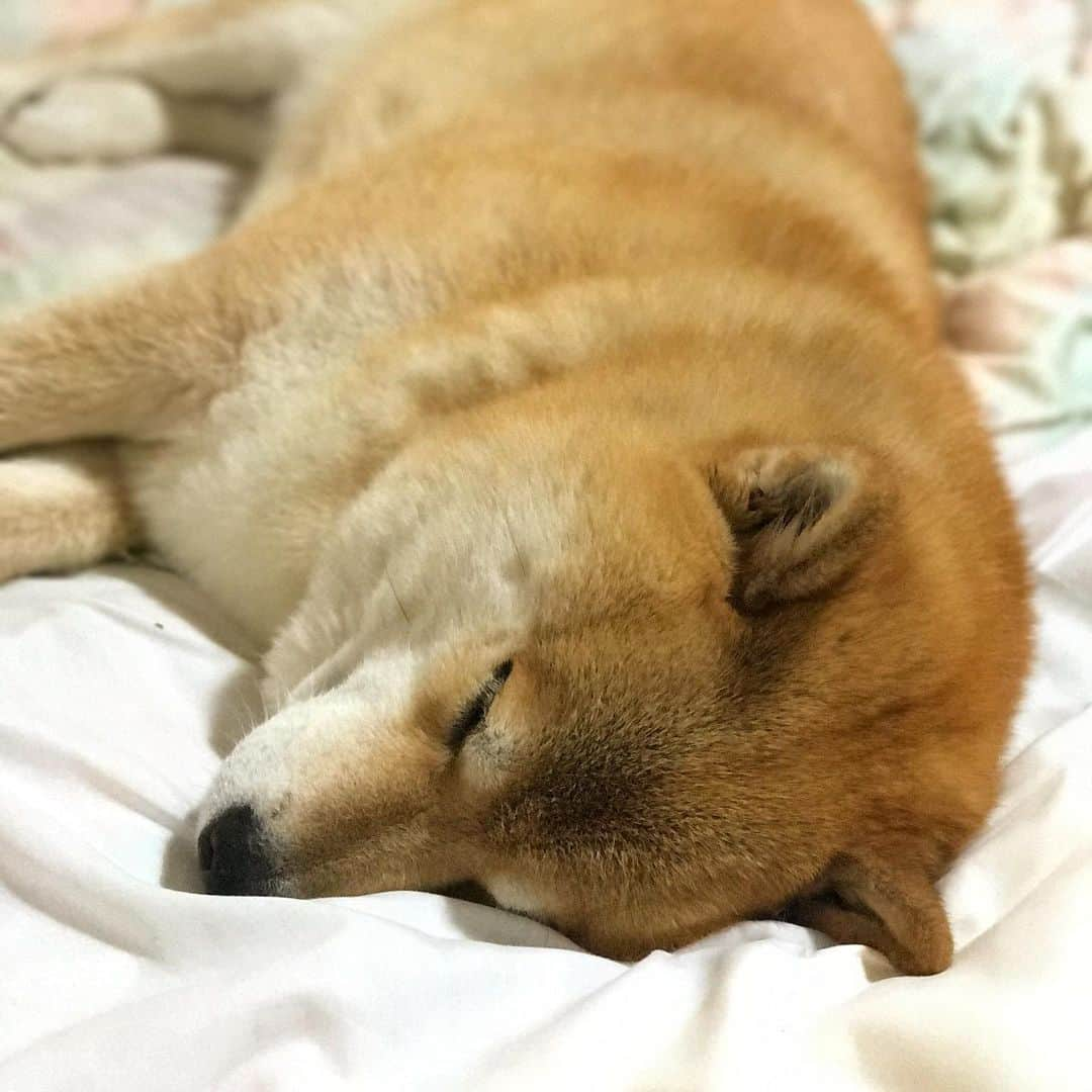 まる（まるたろう）さんのインスタグラム写真 - (まる（まるたろう）Instagram)「Good night!✨🐶💤✨ふわふわ毛布みたいでしょ〜 #あったかいよ #38度5分くらいあるし #ええやろ #ぬくぬくやで」1月16日 0時29分 - marutaro