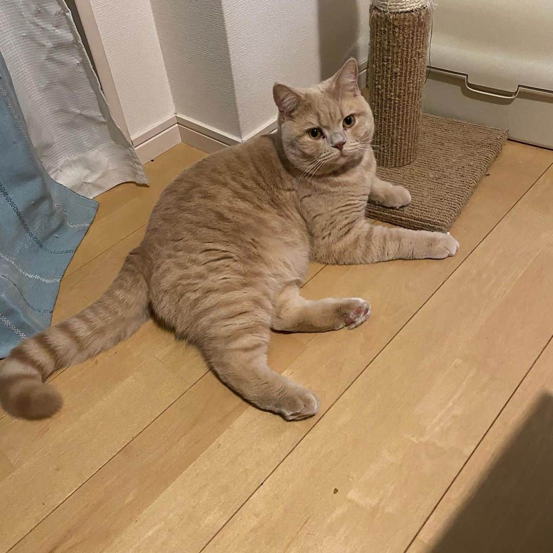 のインスタグラム：「ままがおいしいおやつくれたよ。 ぼくにもおいしいのくれてありがとう。」
