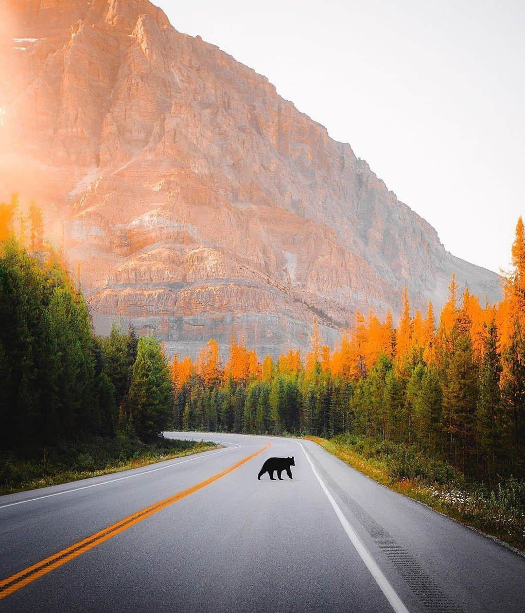 Canon Photographyさんのインスタグラム写真 - (Canon PhotographyInstagram)「Why did the bear cross the road? Photography  @jguzmannn  Curated by @ianharper」1月16日 0時41分 - cpcollectives