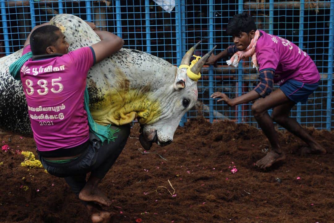 AFP通信さんのインスタグラム写真 - (AFP通信Instagram)「AFP Photo 📷 @arunkrishnamohan - Annual bull taming event "Jallikattu" in the village of Avaniyapuram, on the outskirts of Madurai on January 14, 2021.」1月16日 0時50分 - afpphoto