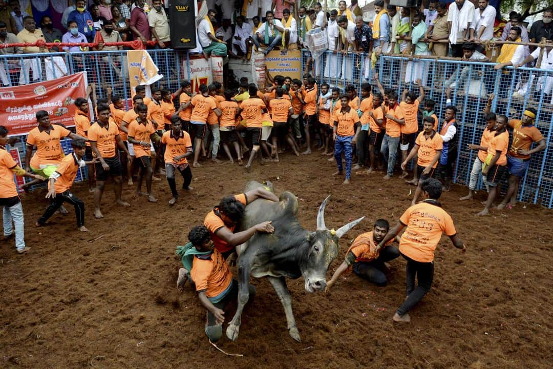 AFP通信さんのインスタグラム写真 - (AFP通信Instagram)「AFP Photo 📷 @arunkrishnamohan - Annual bull taming event "Jallikattu" in the village of Avaniyapuram, on the outskirts of Madurai on January 14, 2021.」1月16日 0時50分 - afpphoto