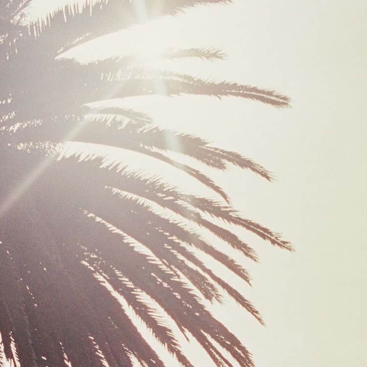 エレスさんのインスタグラム写真 - (エレスInstagram)「Sentir le soleil qui filtre à travers les branches d’un palmier.  This feeling when the sun comes through the swinging palm leaves.  Picture: @hollychippindale   eresparis.com   #ERESINSPIRATION #ERESSUMMER21」1月16日 0時45分 - eres
