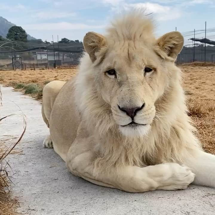 Black Jaguar-White Tiger のインスタグラム