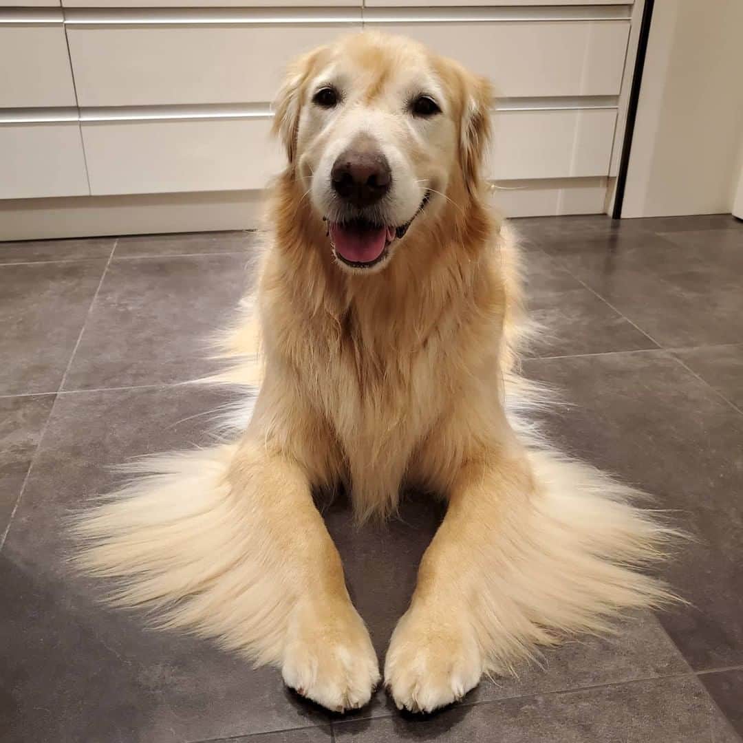 8crapさんのインスタグラム写真 - (8crapInstagram)「Hair goals ✨ - Want to get featured like him? Join “The Barked Club” on FACEBOOK and post something now! 👉 barked.com - 📷 @bz_golden - #TheBarkedClub #barked #dog #doggo #GoldenRetriever」1月16日 1時00分 - barked