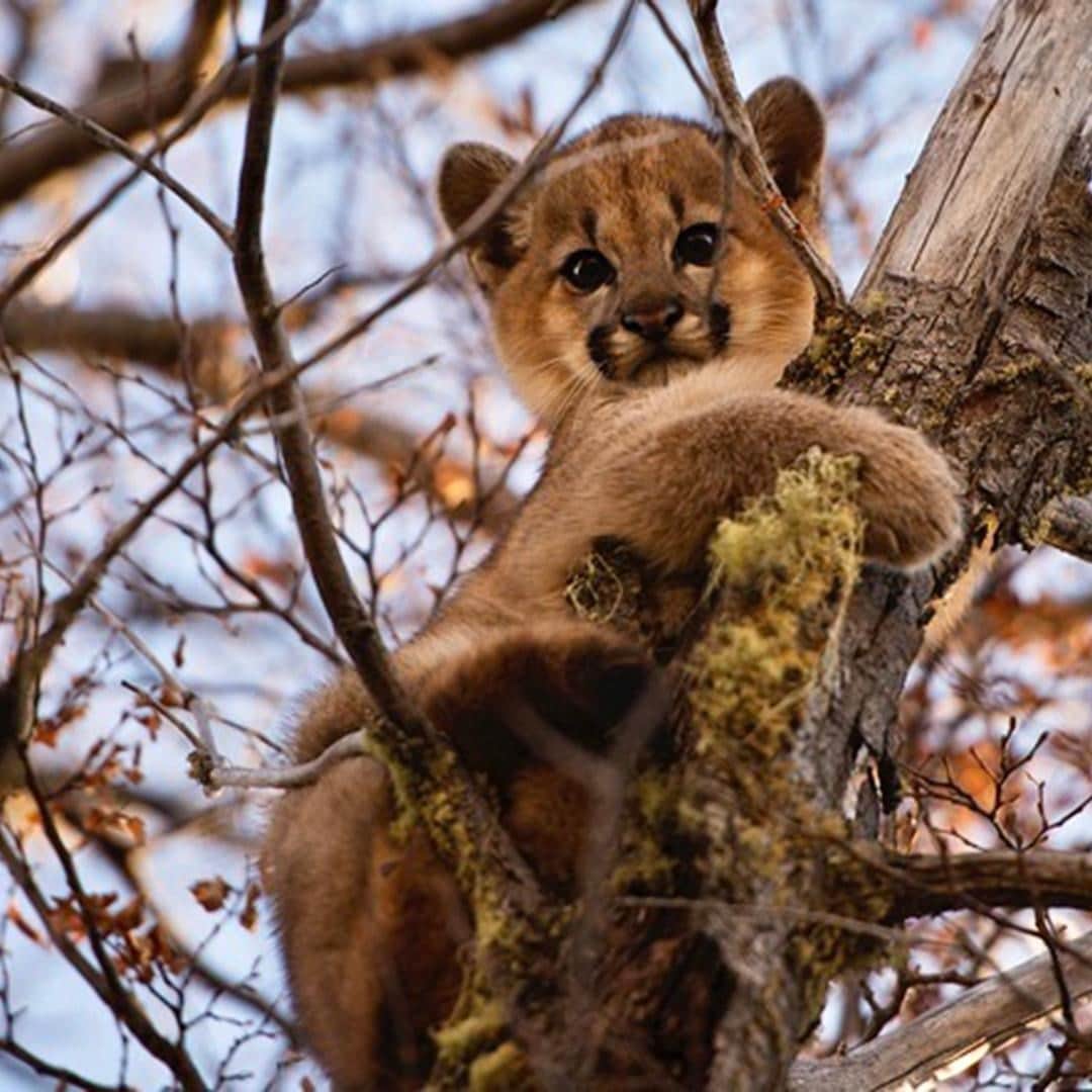 TED Talksのインスタグラム：「To heal our environment, we must restore the world's wildernesses and protect its most vulnerable species, like this puma cub from the Southern tip of South America. Due to habitat loss, their numbers — as well as those of native deer, foxes and other creatures — have been declining for decades. Conservationist and former Patagonia CEO Kristine Tompkins (@kristine_tompkins) is working hard to change that. "If there was ever a moment to awaken to the reality that everything is connected to everything else, it's right now — the fate of humanity is tied to the health of the planet," she says. Over the last 27 years, her group has bought 14.7 millions of acres of land and donated it back to the governments of Chile and Argentina to serve as national parks. See more stunning photos and footage of this restoration — and learn Tompkins's vision for "rewilding" the planet — at the link in out bio. ⁠ ⁠ [Image courtesy of Kristine Tompkins]」
