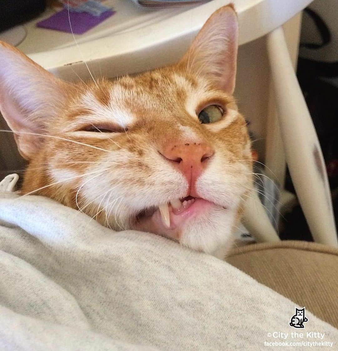 のインスタグラム：「What’s going on out there?  #tiredcat」