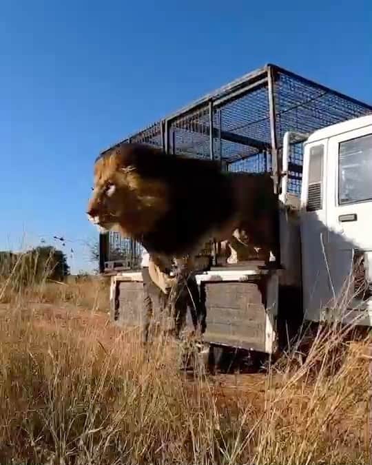 のインスタグラム：「While we’d love to say our videos are always perfect on the first take…well….here’s the best of our bloopers from the past year. Have a great weekend all.  For the full video on #LionwhispererTV click on link in bio and remember to take the #digitaldetox #staysafe #bloopers  🎥 @gopro #goprohero9」