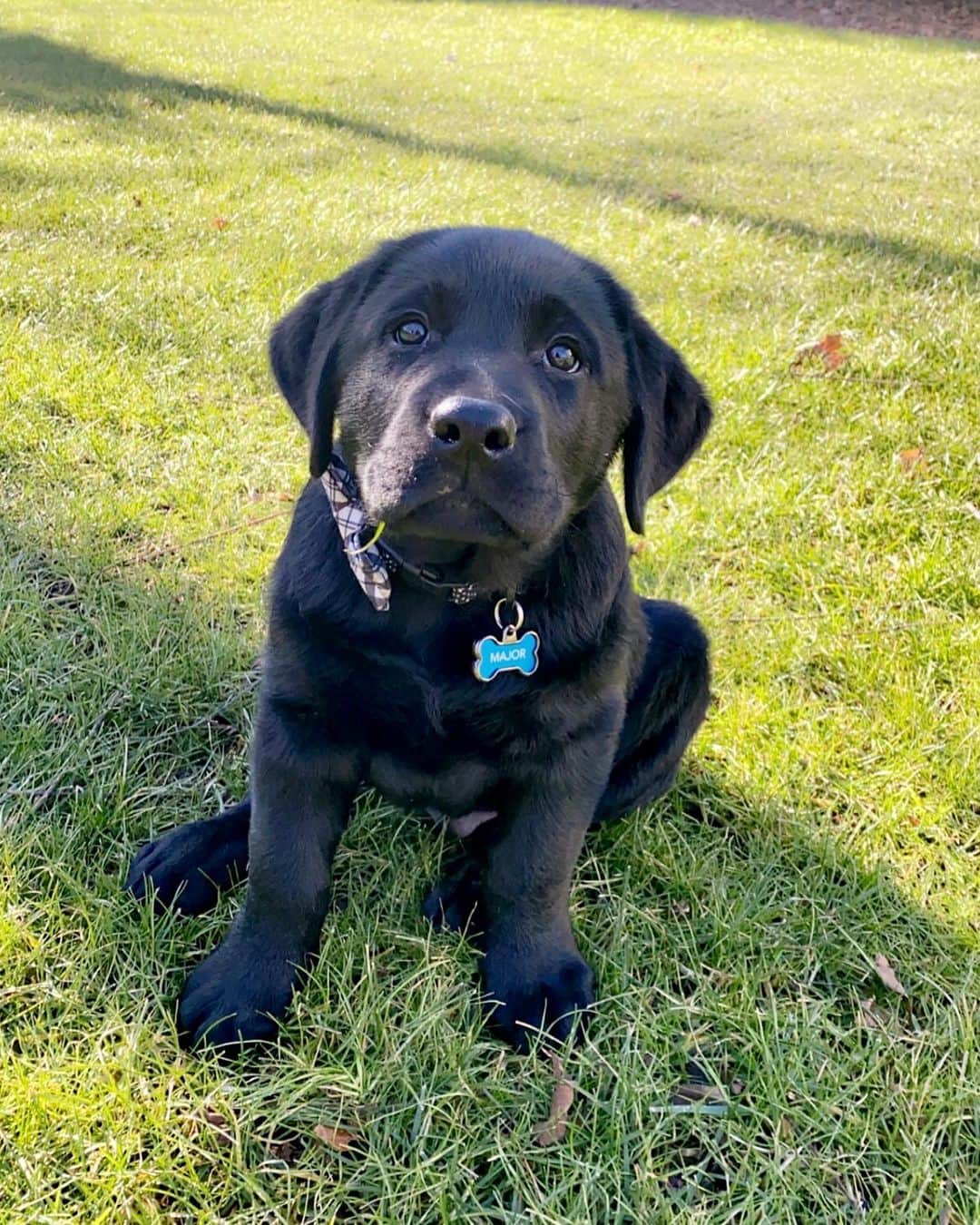 リース・ウィザースプーンのインスタグラム：「Welcome to our family, Major! #lovemylab」