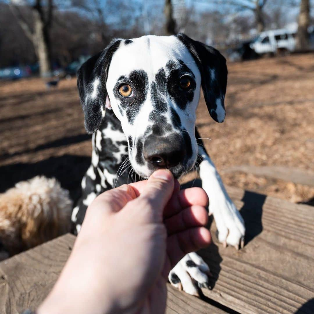 The Dogistさんのインスタグラム写真 - (The DogistInstagram)「Lucky, Dalmatian (5 m/o), McCarren Park, Brooklyn, NY • “Obsessed with food. She once ate a whole sock and we had to go to the vet to get her to throw it up.”」1月16日 2時25分 - thedogist