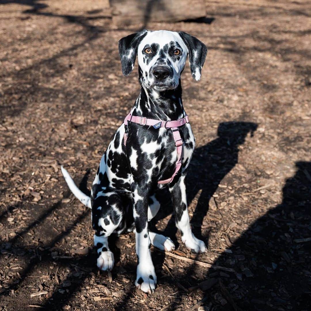 The Dogistさんのインスタグラム写真 - (The DogistInstagram)「Lucky, Dalmatian (5 m/o), McCarren Park, Brooklyn, NY • “Obsessed with food. She once ate a whole sock and we had to go to the vet to get her to throw it up.”」1月16日 2時25分 - thedogist