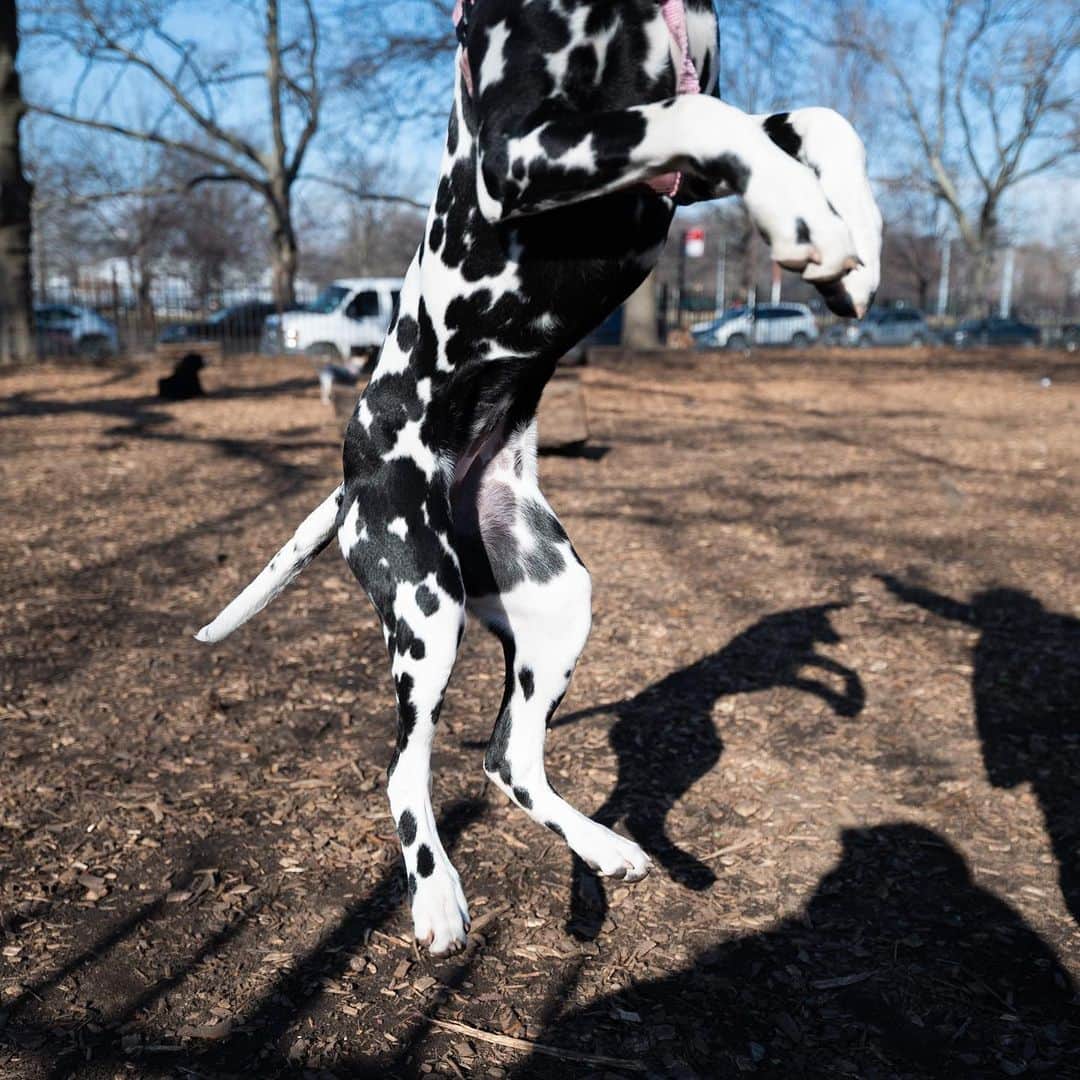 The Dogistさんのインスタグラム写真 - (The DogistInstagram)「Lucky, Dalmatian (5 m/o), McCarren Park, Brooklyn, NY • “Obsessed with food. She once ate a whole sock and we had to go to the vet to get her to throw it up.”」1月16日 2時25分 - thedogist