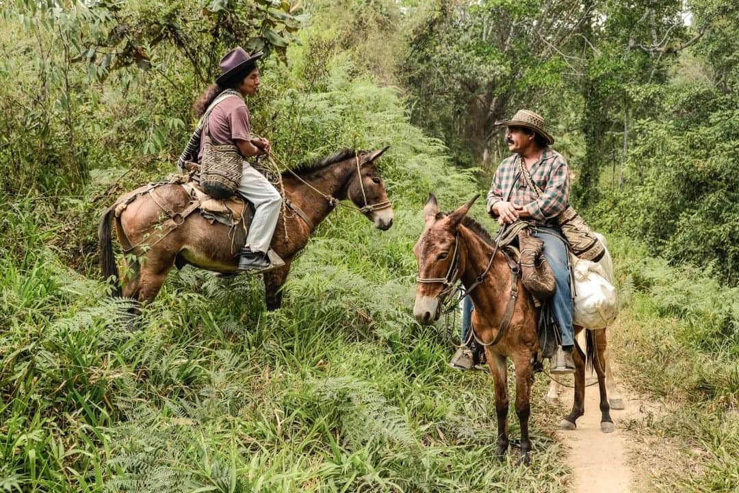 National Geographic Travelさんのインスタグラム写真 - (National Geographic TravelInstagram)「Photo by @francescolastrucci / A coffee farmer coming from the Antioquia region meets an Arhuaco native farmer on the way to the coffee plantation situated within an indigenous community on the outskirts of Tayrona National Park, surrounded by the forests of the high mountains of the Sierra Nevada de Santa Marta. I photographed this community while on assignment for a story on the new coffee destination in Colombia. During the four-hour hike uphill, every step took me farther from the crowds, until I found myself completely immersed in nature. When I reached the village, isolated and hidden by the mist of the high forests, I found the mystical environment I was hoping to see. Once unsafe to travel to, this is the sacred ancestral home of four tribes (Arhuaco, Kogui, Wiwa, and Kankuamo) who are direct descendants of the ancient Tayrona civilization and strong believers that they are the guardians of what they consider to be the heart of the world. Follow me @francescolastrucci for more places, daily life, and stories around the world. #colombia #environment #sierranevadadesantamarta #coffee」1月16日 2時33分 - natgeotravel