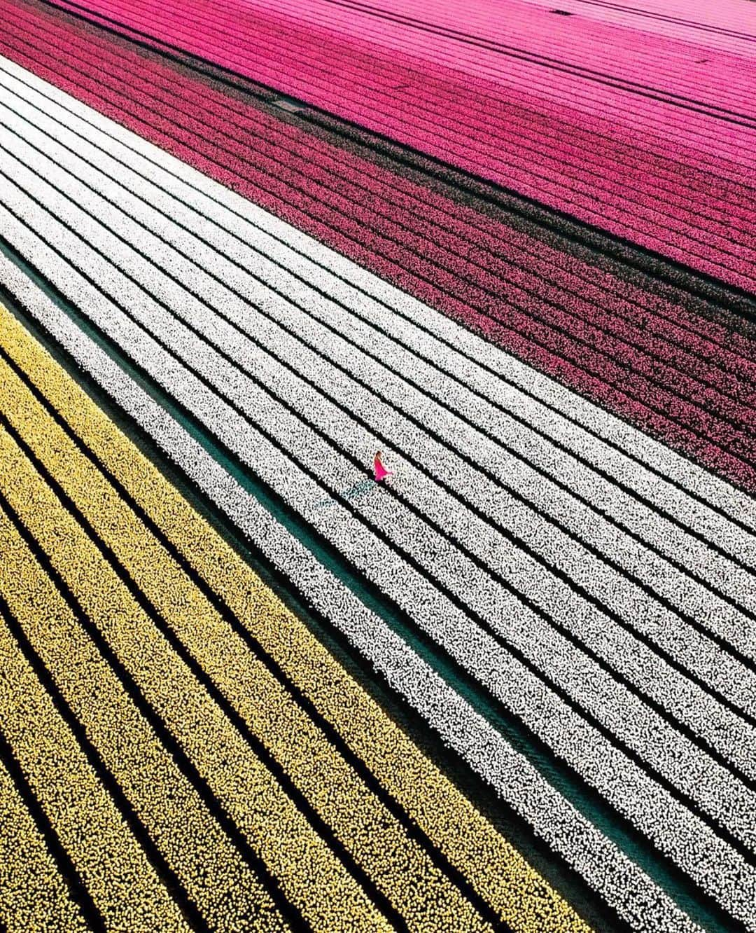 Wonderful Placesさんのインスタグラム写真 - (Wonderful PlacesInstagram)「Tulip field in Netherlands ✨🌷🌷🌷✨ . 📷 by ✨✨@saltinourhair✨✨ #wonderful_places for a feature ❤️」1月16日 2時48分 - wonderful_places