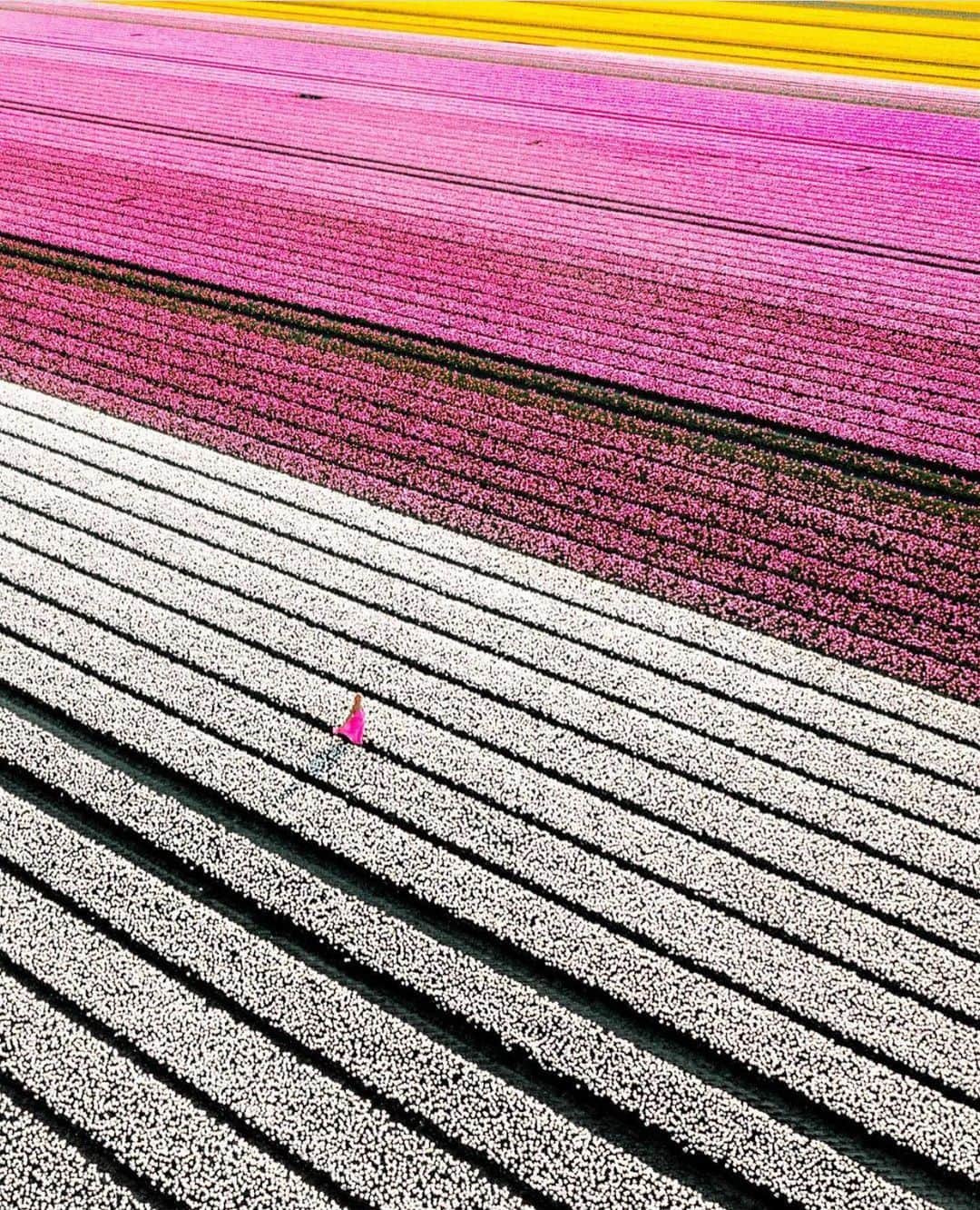 Wonderful Placesさんのインスタグラム写真 - (Wonderful PlacesInstagram)「Tulip field in Netherlands ✨🌷🌷🌷✨ . 📷 by ✨✨@saltinourhair✨✨ #wonderful_places for a feature ❤️」1月16日 2時48分 - wonderful_places