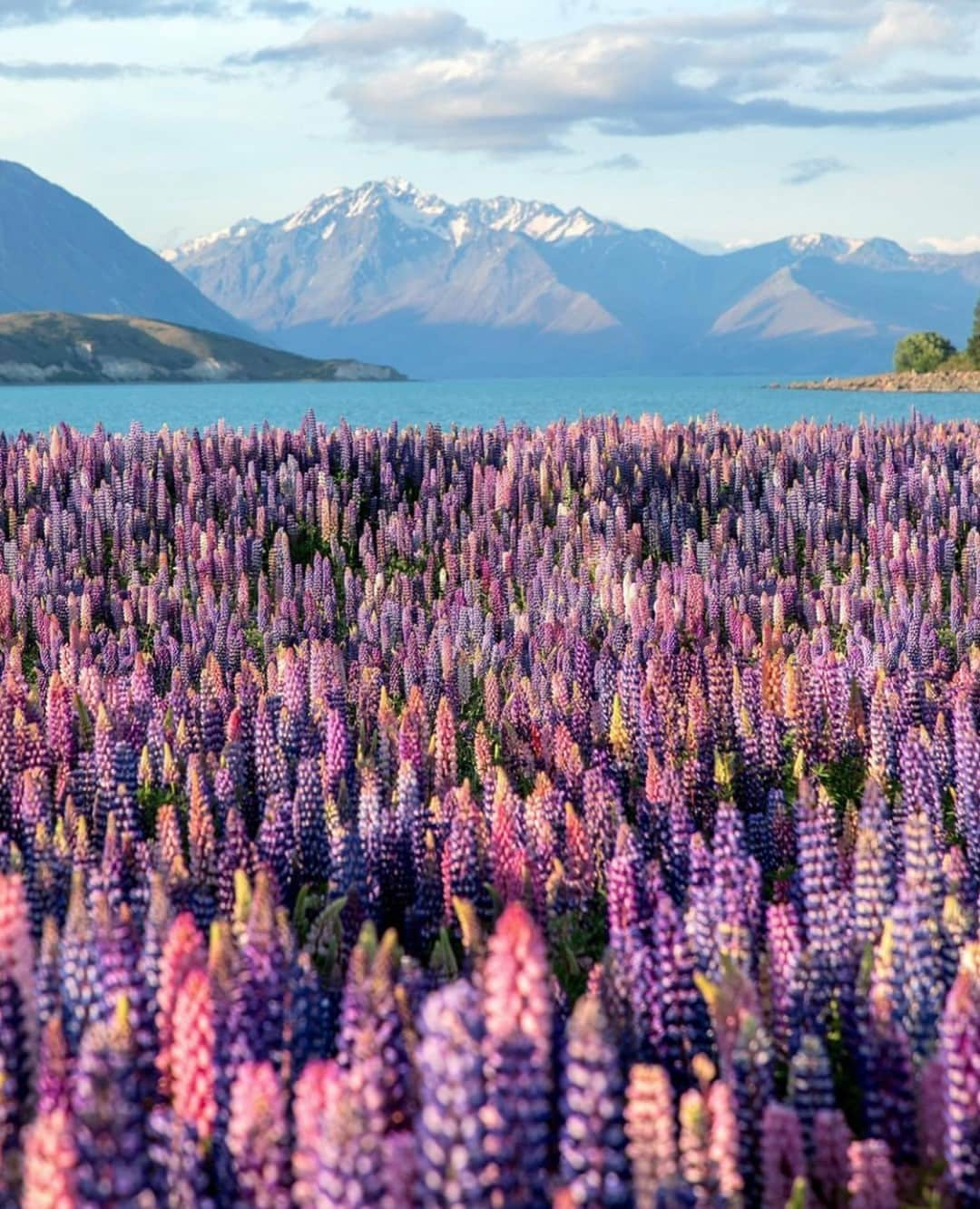 Earth Picsさんのインスタグラム写真 - (Earth PicsInstagram)「New Zealand’s Lupins in full bloom 🌸 by @wilderness_addict」1月16日 3時00分 - earthpix