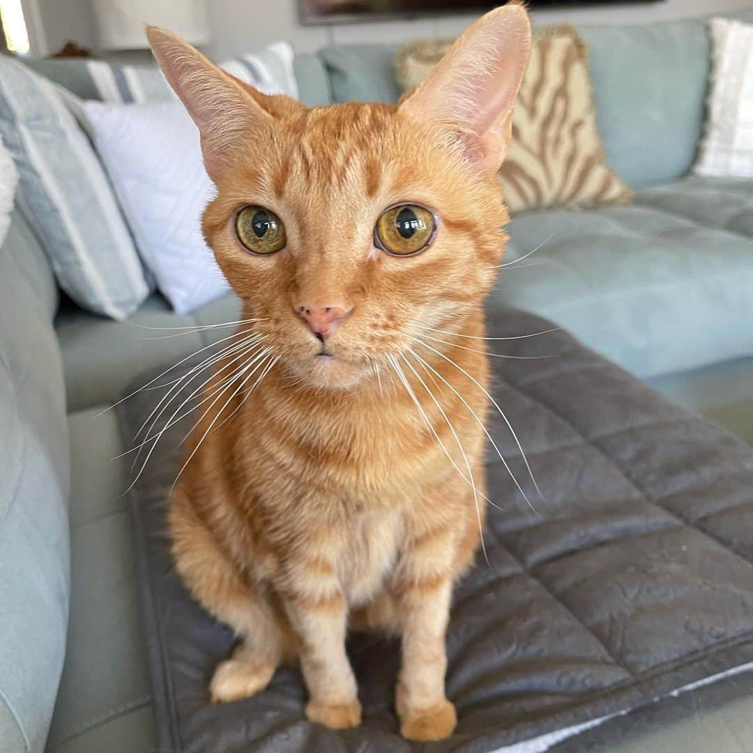 Venus Cat のインスタグラム：「Help me wish my adopted sister Ginger a very happy 15th birthday!! The 1st pic is from just now and look at how her eyes cleared up! 😺 If you missed the struggles she’s been having go back a couple posts. Check out the other 2 baby pics of her! Happy Birthday big sis, love you! 😽🧡 @orangetabbyginger @venusandfamily #orangetabby #femaleorangetabby #happybirthday」