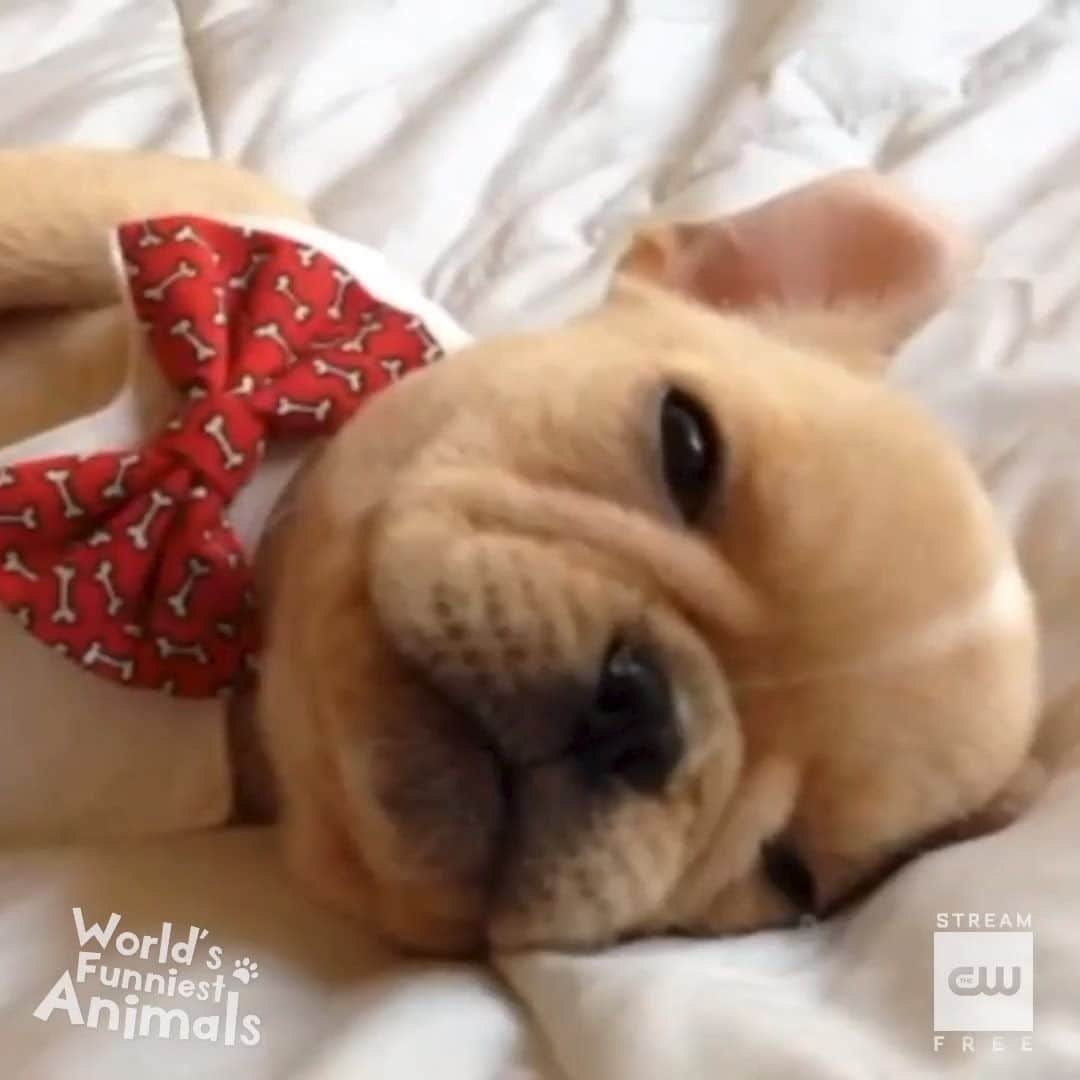 のインスタグラム：「Dressed to impressed. Stream #WorldsFunniestAnimals free only on The CW!」