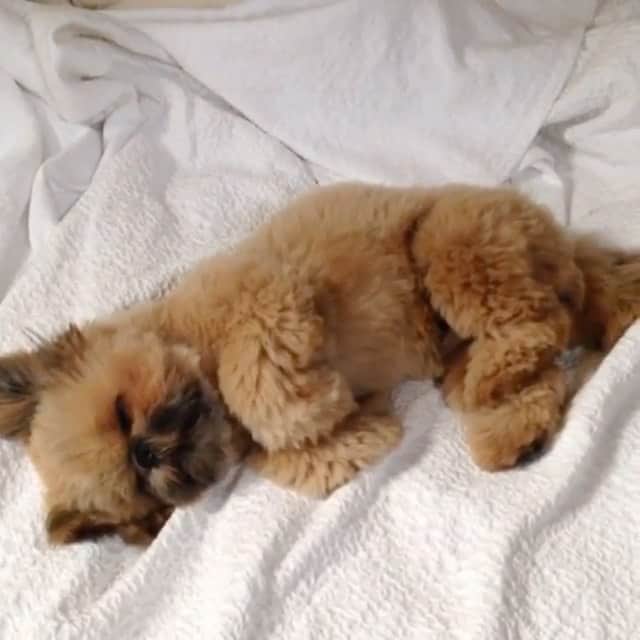 Dougie the Shih Tzuのインスタグラム：「Flashback #fridaymomentofzen ❤️」