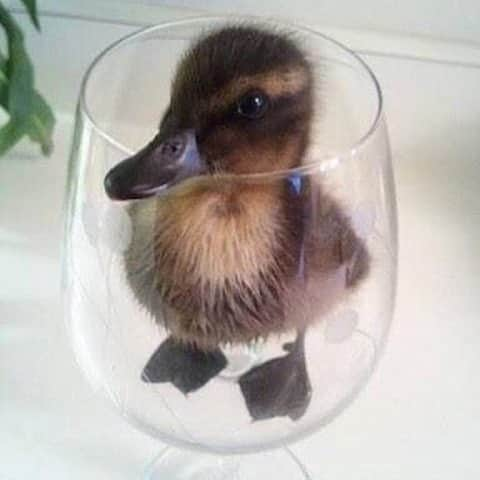 Baby Animalsさんのインスタグラム写真 - (Baby AnimalsInstagram)「Adorable baby duck. Drink it in!」1月16日 3時06分 - thebabyanimals