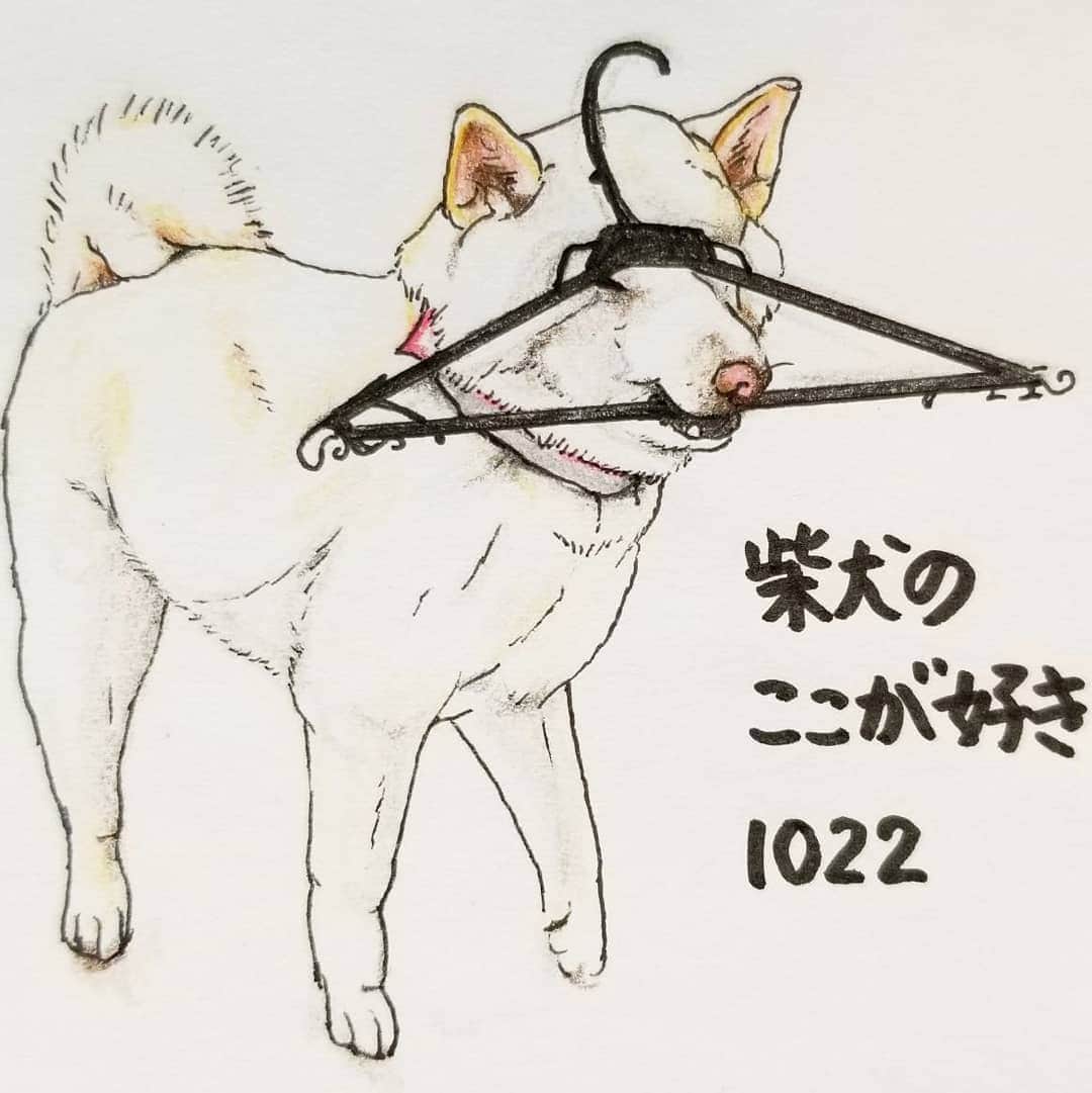 ハナとソラさんのインスタグラム写真 - (ハナとソラInstagram)「* #ここ柴部  『柴犬のここが好きシリーズ1022』 独特な小物使いで、 笑わせてくれるとこ。  おもちゃじゃないもので上手に遊ぶよね。 柴Aになってるよ😂 * モデルは @miki.tamama さんとこの しらたまちゃんです💓 * #柴犬のここが好き #favoritepartsofshibainu #illustration #shibastagram #shibainu #colorpencil #柴犬 #イラスト#いらすとぐらむ #しばすたぐらむ #色鉛筆 #白柴 #shiroshiba #柴公園イラスト」1月16日 12時42分 - nsdikm_hanasora