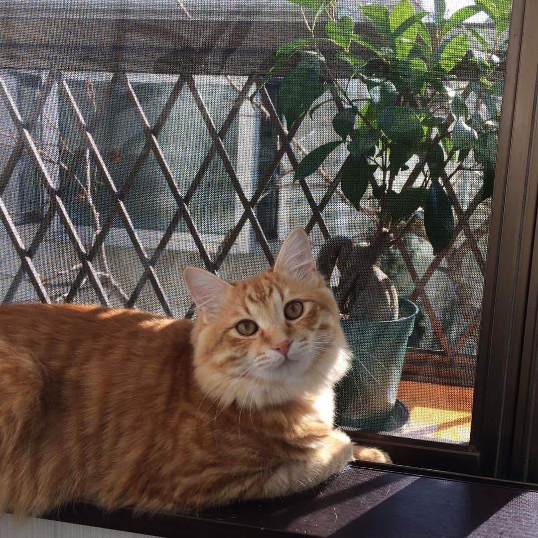 岡田屋鉄蔵のインスタグラム：「まるで春。ぬくたいですな。ガジュマルさんが最近復活してる不思議。ミルバさんが亡くなった時に枯れそうになったの、完全に持ち直して葉がツヤツヤになっております。」