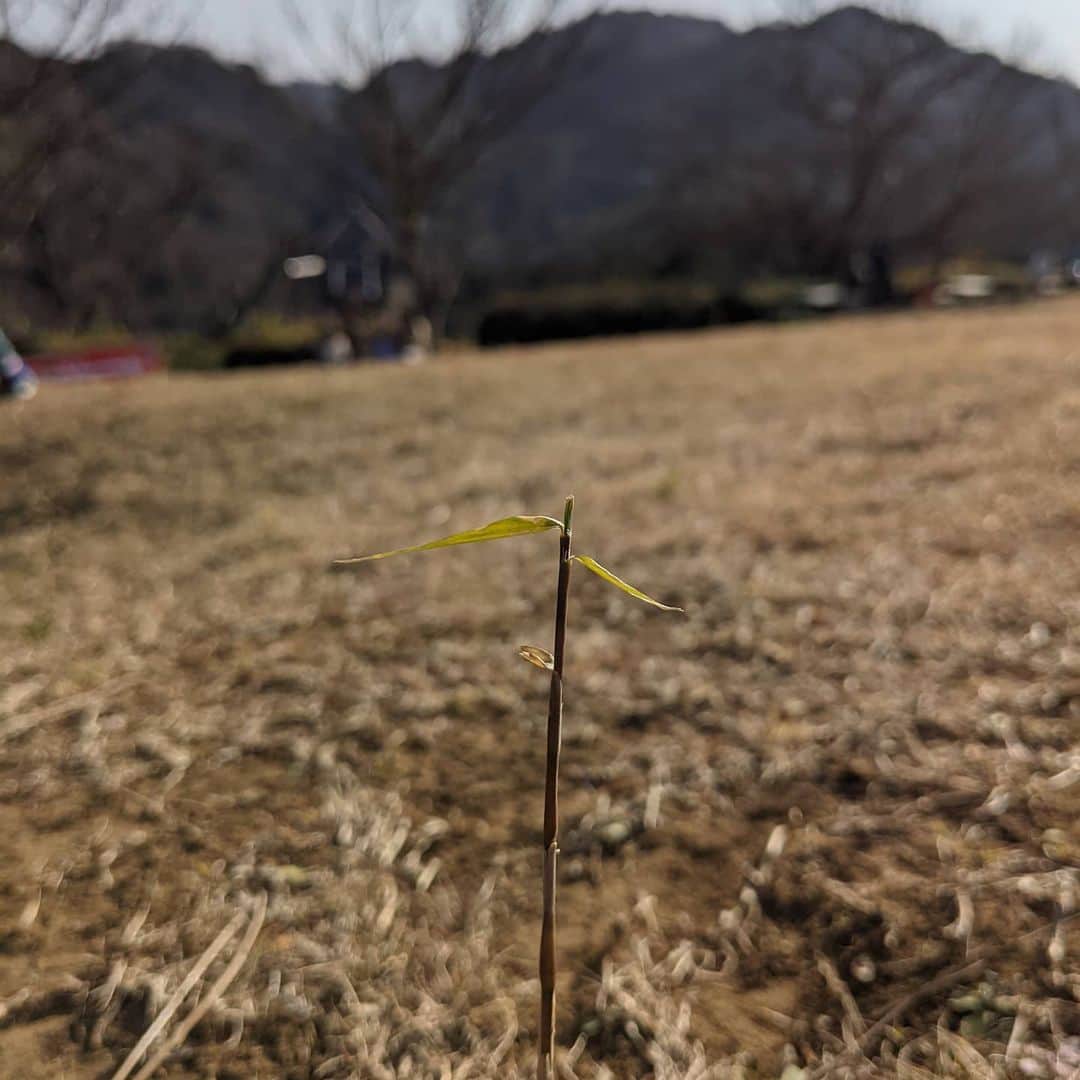 為末大のインスタグラム：「葉っぱ」