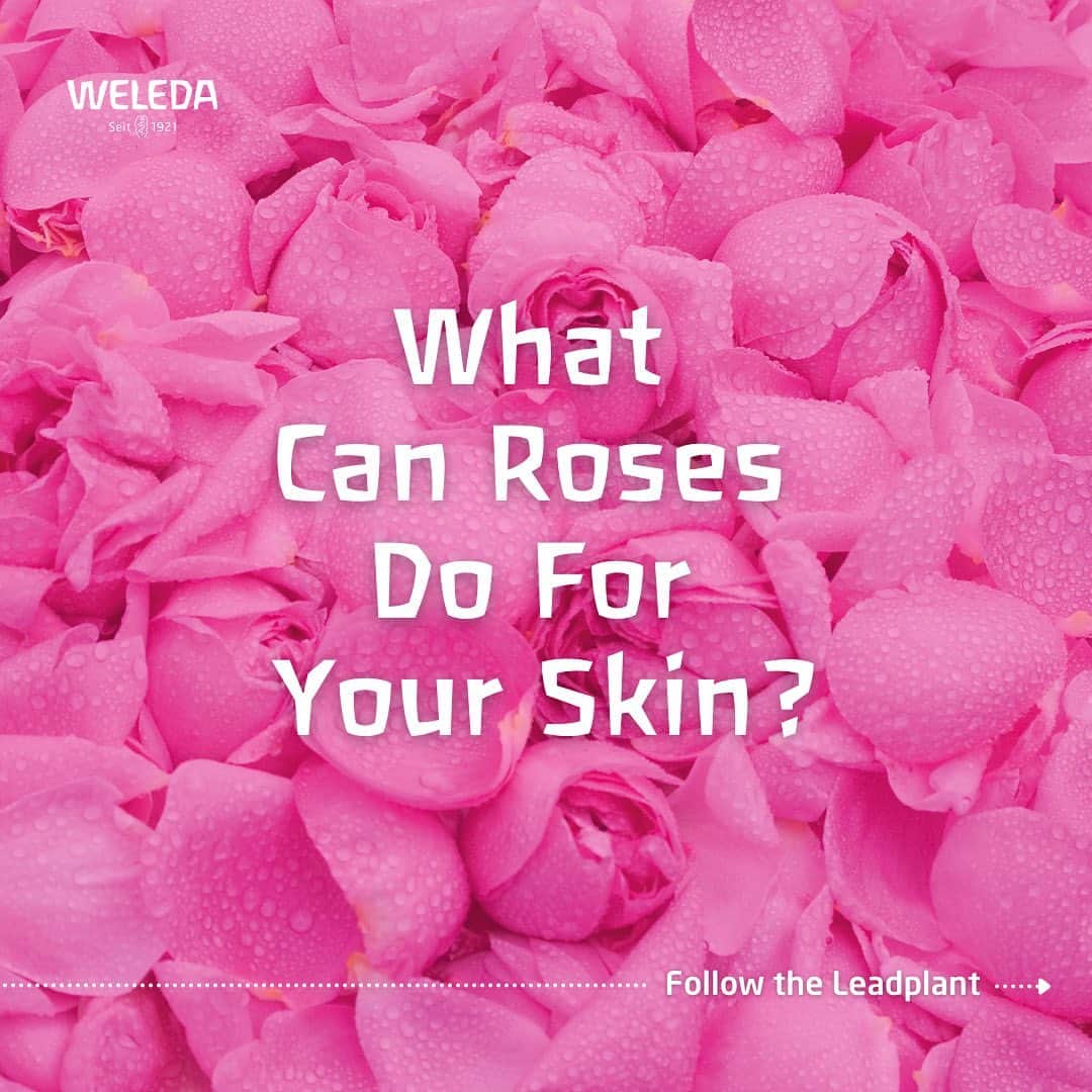 Weledaのインスタグラム：「Curious as to what roses can do for your skin? 🌸 SWIPE to discover the benefits of our lead plant wild rose! Let us know if you use our Renewing Collection in the comments below! #WeledaSkin」