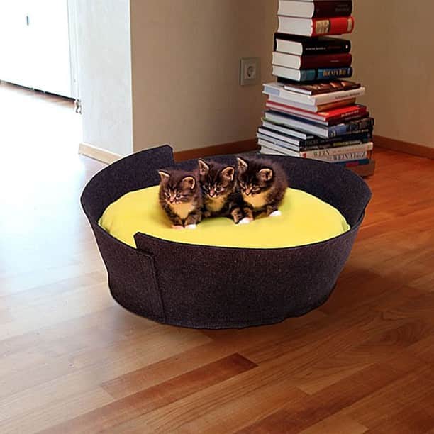 のインスタグラム：「Bed for hairy family Our hairy family also needs nice and comfy beds… Is your family a dog or a cat? Products and photos: https://www.pet-interiors.com/us/main.php モフモフ家族のためのベッド  うちのモフモフ家族も素敵で快適なベッドが必要です… あなたの家族はわんわんですか、それともにゃんにゃんですか？ #hawaiiinteriordesigner #interiordesignhawaii #designtrends #hairyfamily #petfurniture #pet #petbed #interiorlovers #stylishlifestyle #beautifulspace #healthylife #ハワイインテリアデザイン #モフモフ家族 #インテリア好き #ペット家具 #猫好き ＃犬好き」
