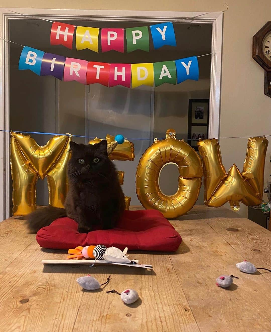 アシュリー・フィンクのインスタグラム：「So... Fred turned 10 this week and his mom had the TIME. 😹🥳」