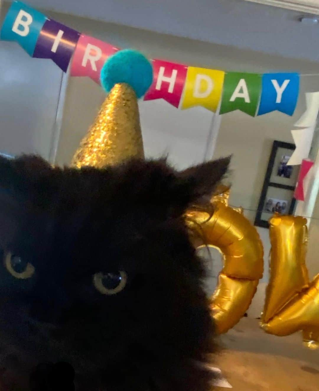 アシュリー・フィンクさんのインスタグラム写真 - (アシュリー・フィンクInstagram)「So... Fred turned 10 this week and his mom had the TIME. 😹🥳」1月16日 5時21分 - axemefink