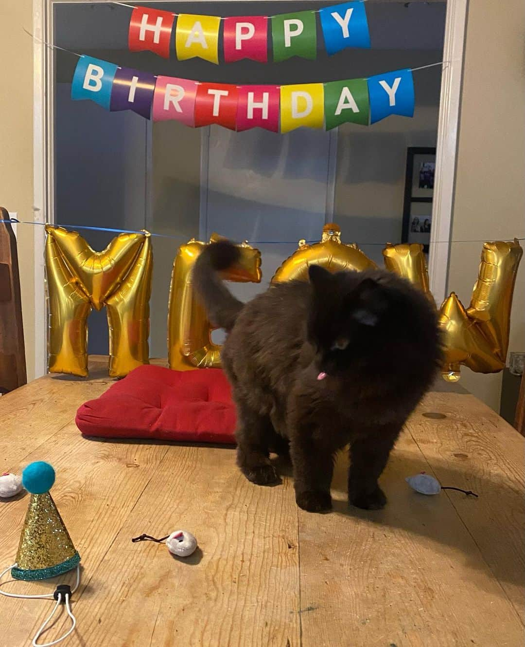 アシュリー・フィンクさんのインスタグラム写真 - (アシュリー・フィンクInstagram)「So... Fred turned 10 this week and his mom had the TIME. 😹🥳」1月16日 5時21分 - axemefink