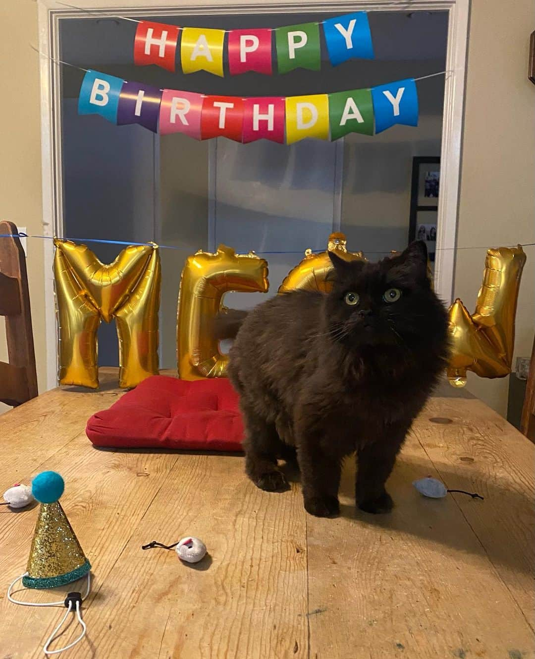 アシュリー・フィンクさんのインスタグラム写真 - (アシュリー・フィンクInstagram)「So... Fred turned 10 this week and his mom had the TIME. 😹🥳」1月16日 5時21分 - axemefink