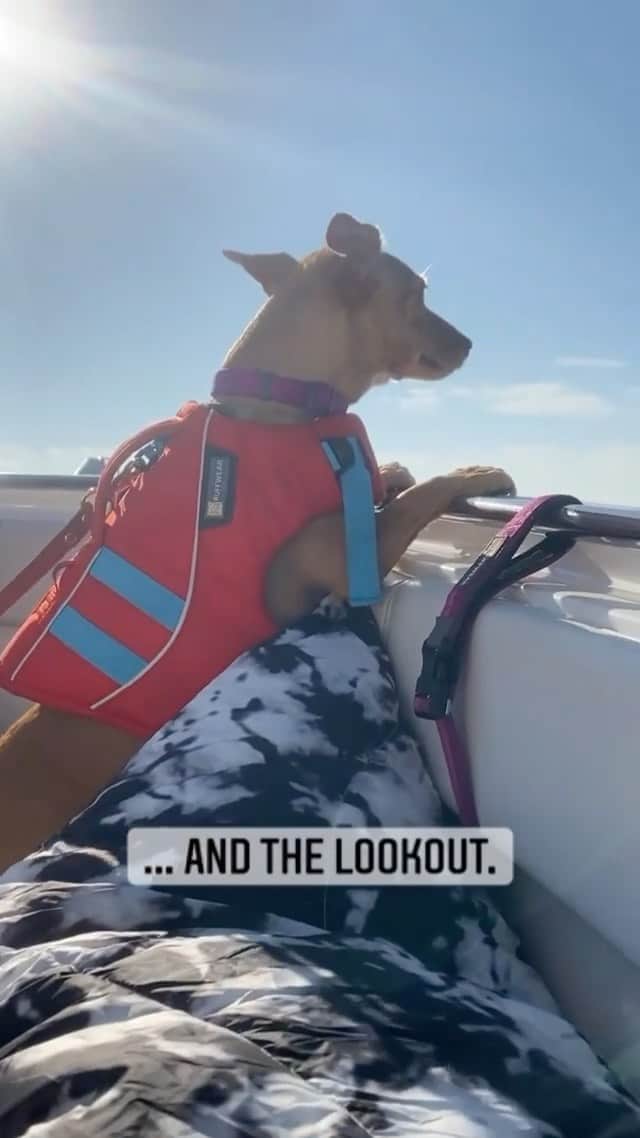 DogsOf Instagramのインスタグラム：「“There are two kinds of boat dogs...which kind are you?” — @sunnysbestlife   #dogsofinstagram #dogsonboats #boatdogs」