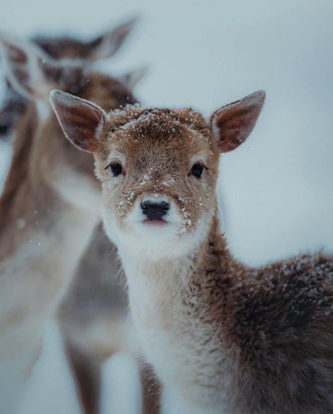 FOLKのインスタグラム：「Hello, deer. You just really needed to see this. Today’s favorites here to wish you a happy Friday. 1.) @robinxbenjamin 2.) @drew_silvers 3.) @jkwinders 4.) @samujodokuskwak 5.) @maryleeburman 6.) @calin.charles」